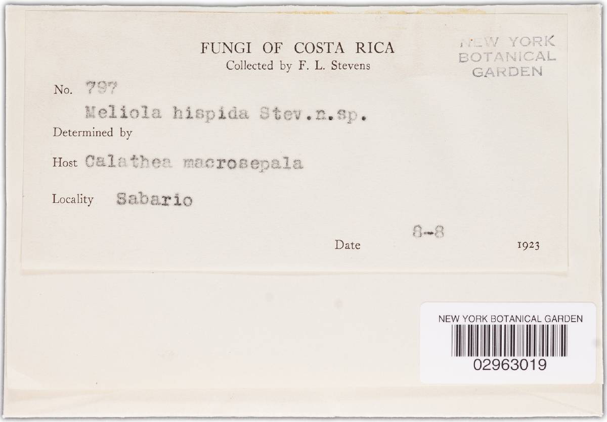 Meliola hispida image