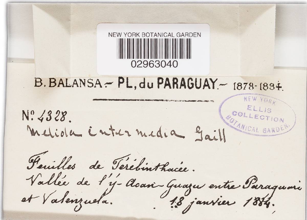 Meliola intermedia image