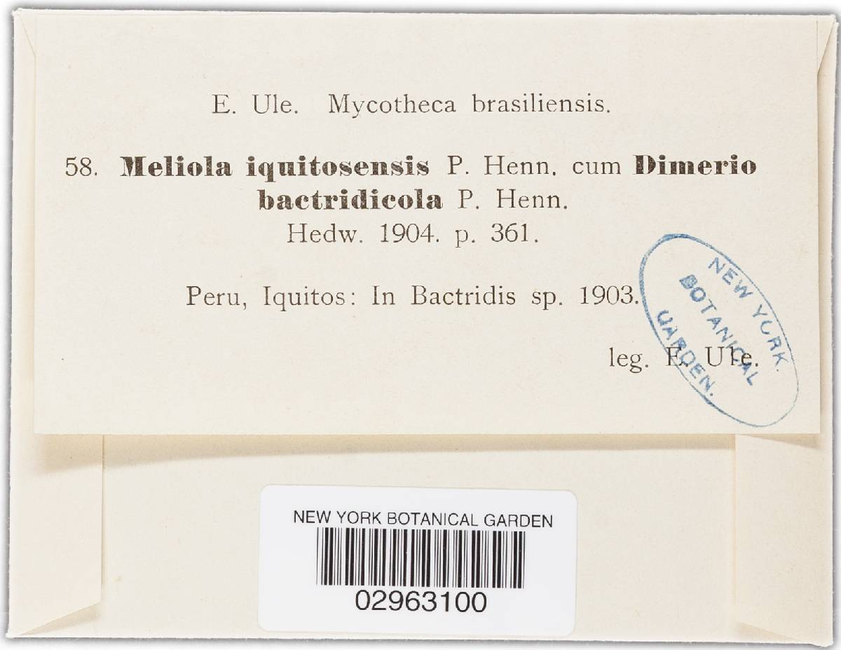 Meliola iquitosensis image