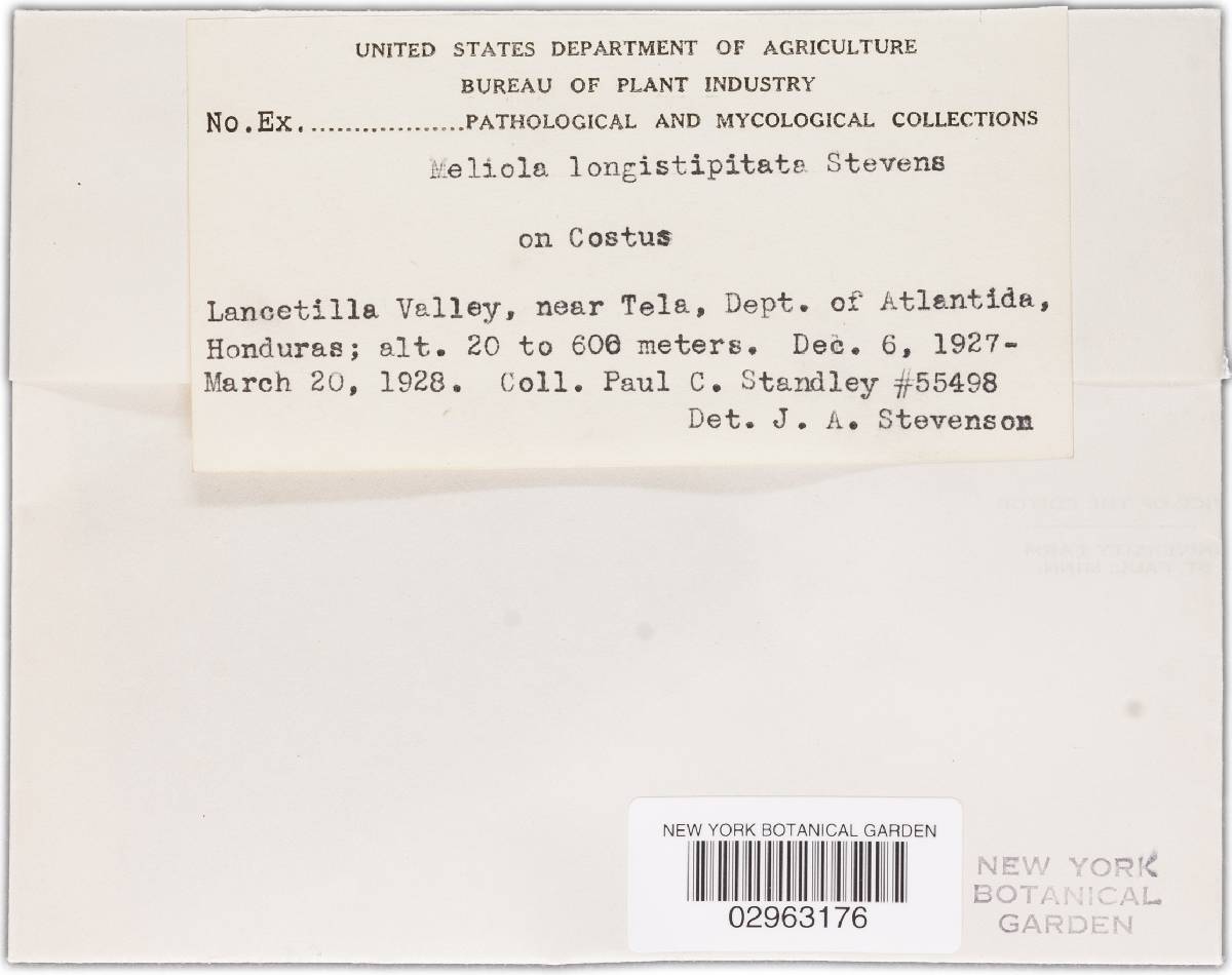 Meliola longistipitata image