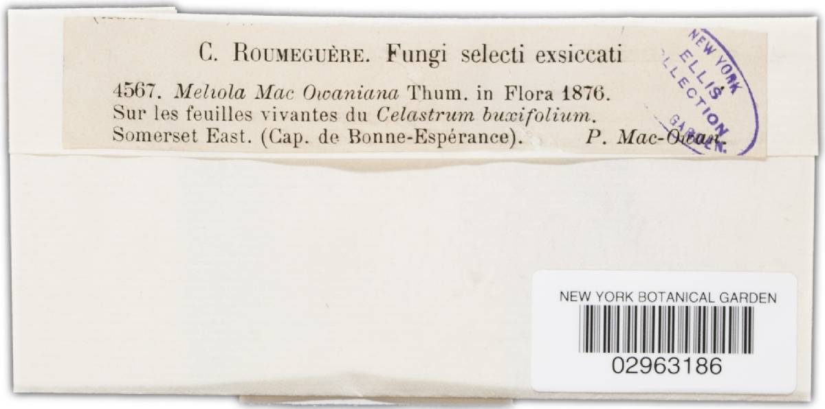 Parenglerula macowaniana image