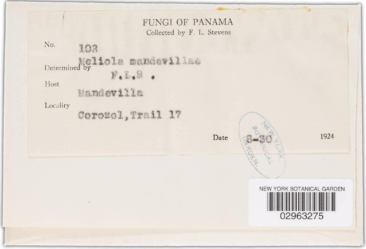 Meliola mandevillae image
