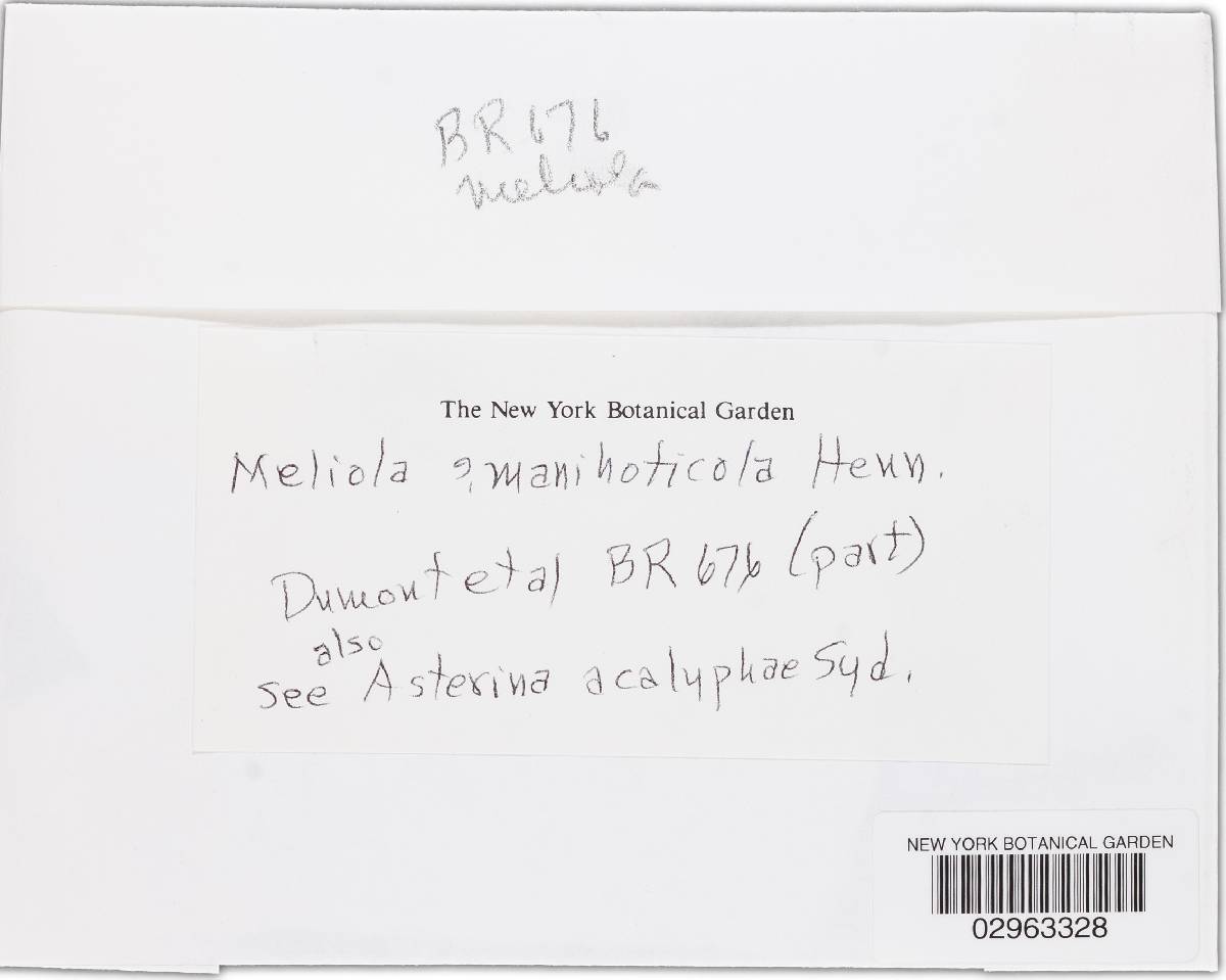 Meliola manihoticola image