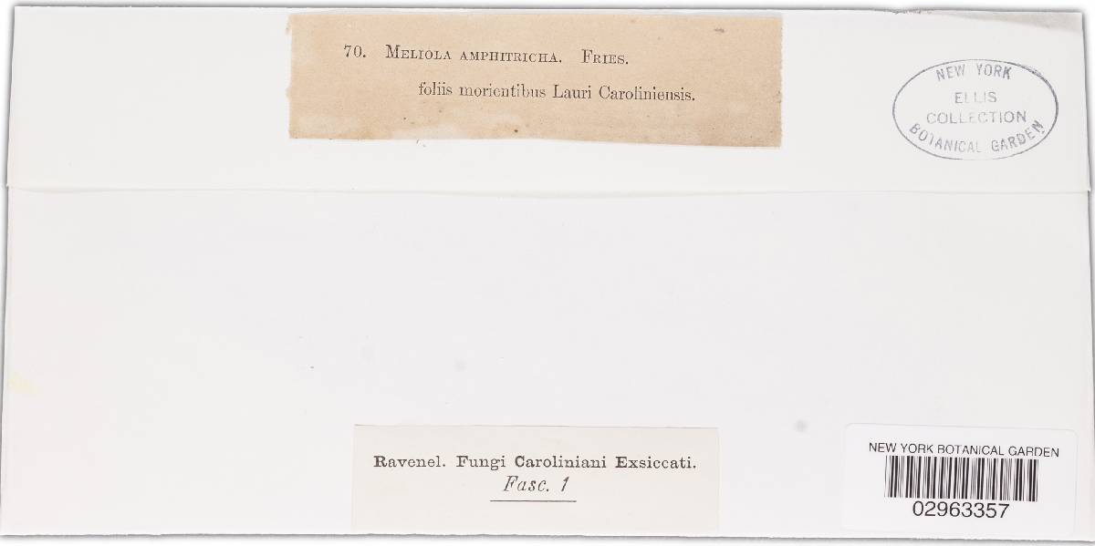 Meliola martiniana image