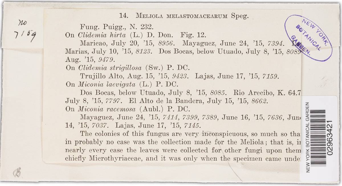 Meliola melastomacearum image