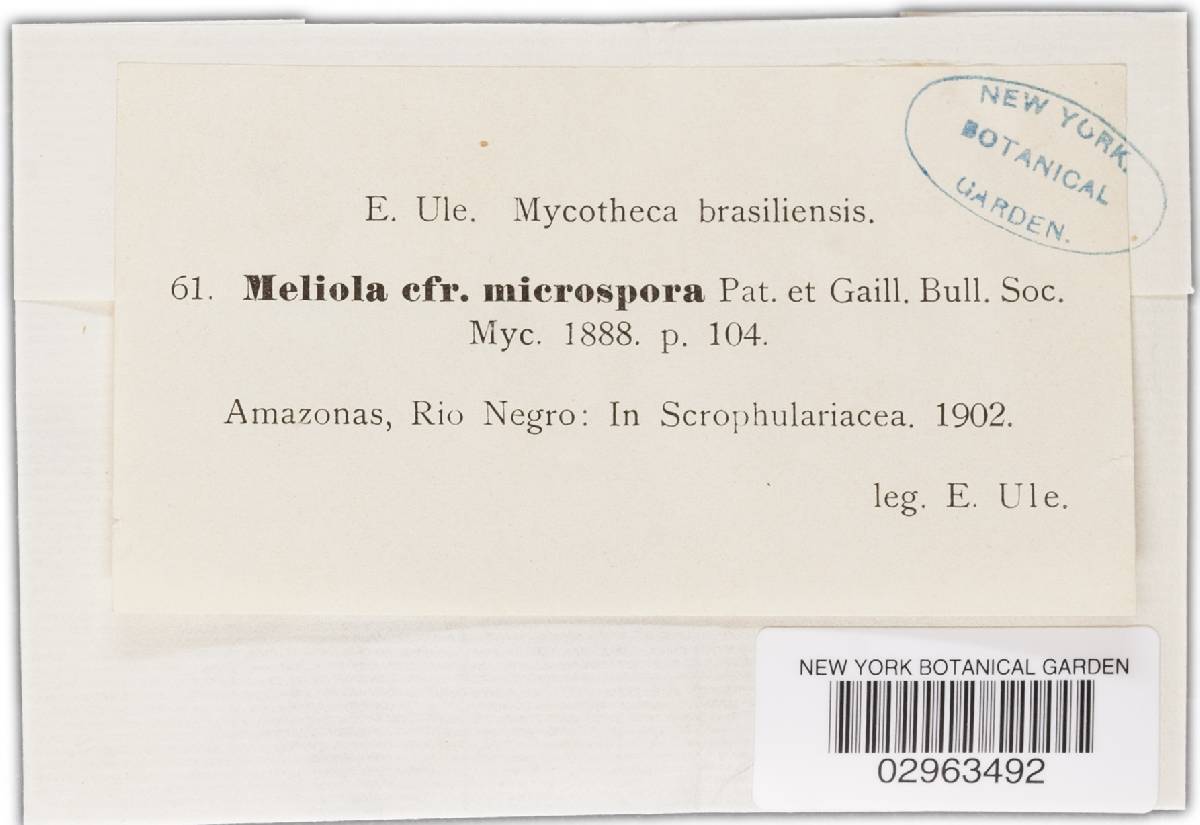 Meliola microspora image