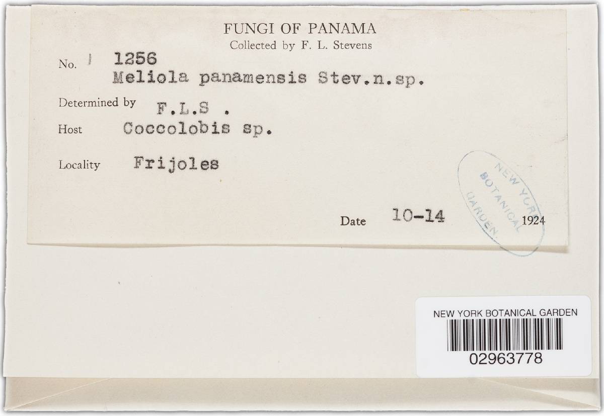 Meliola panamensis image