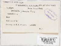 Meliola panici image