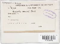 Meliola panici image