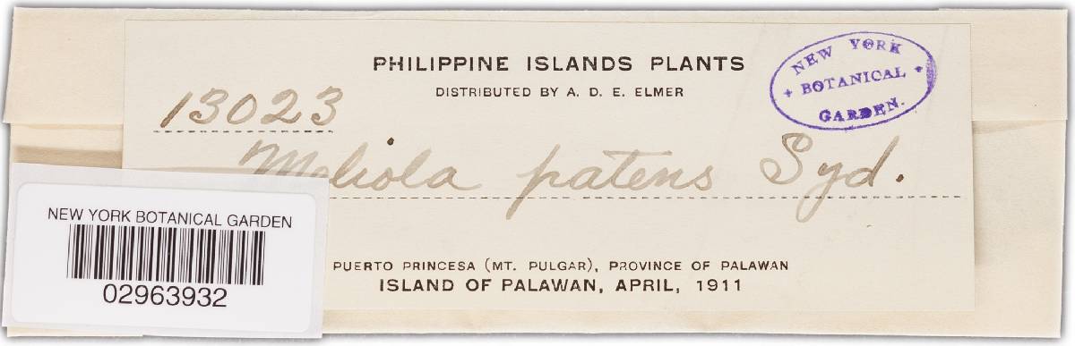 Meliola patens image