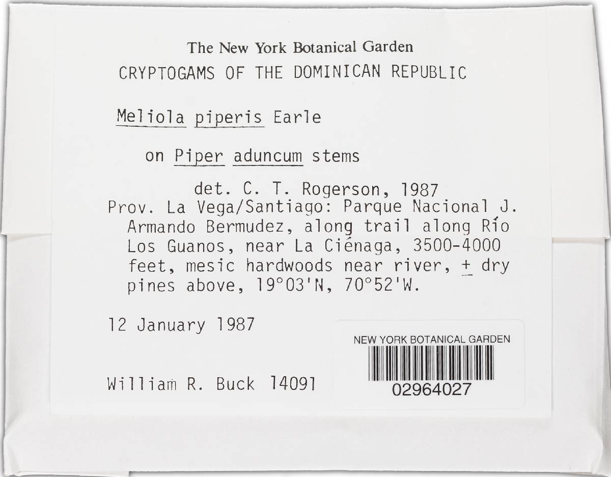 Meliola piperis image