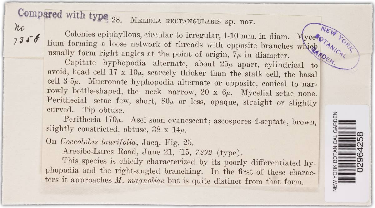 Meliola rectangularis image