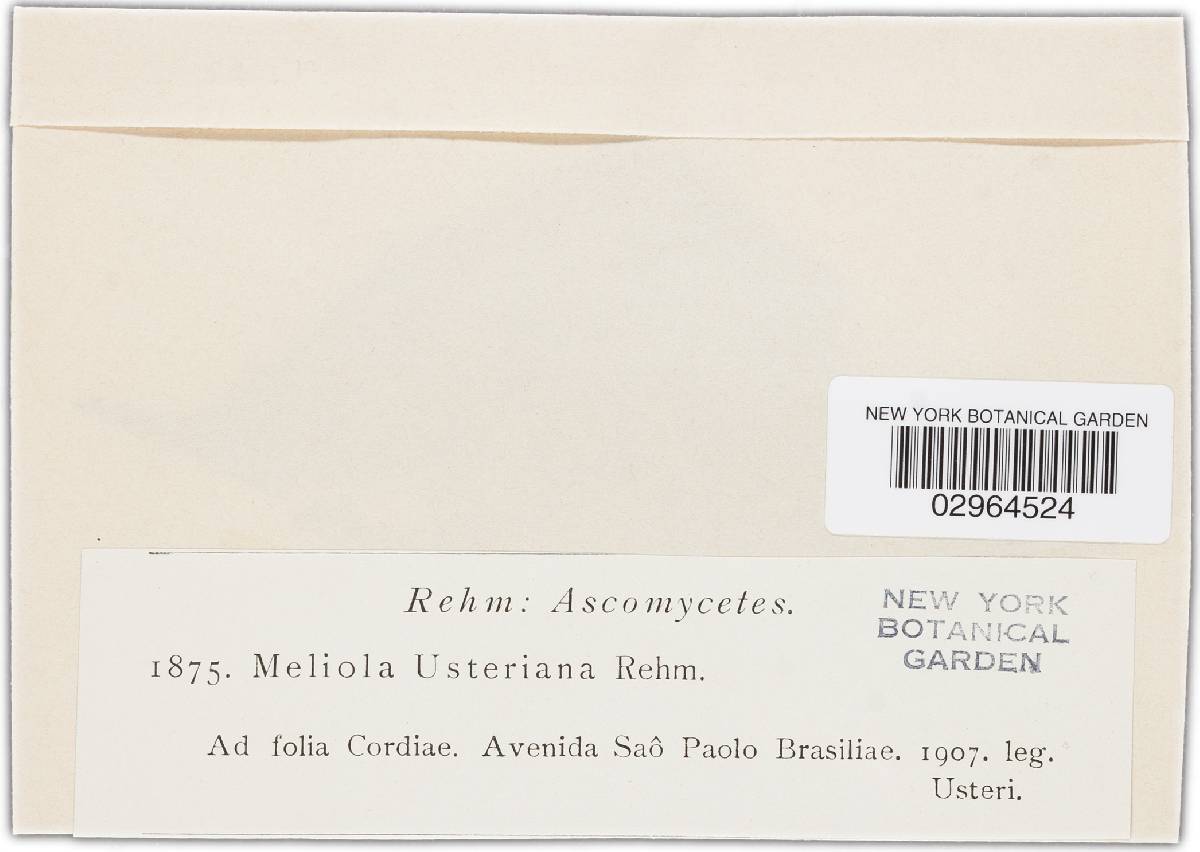 Meliola usteriana image