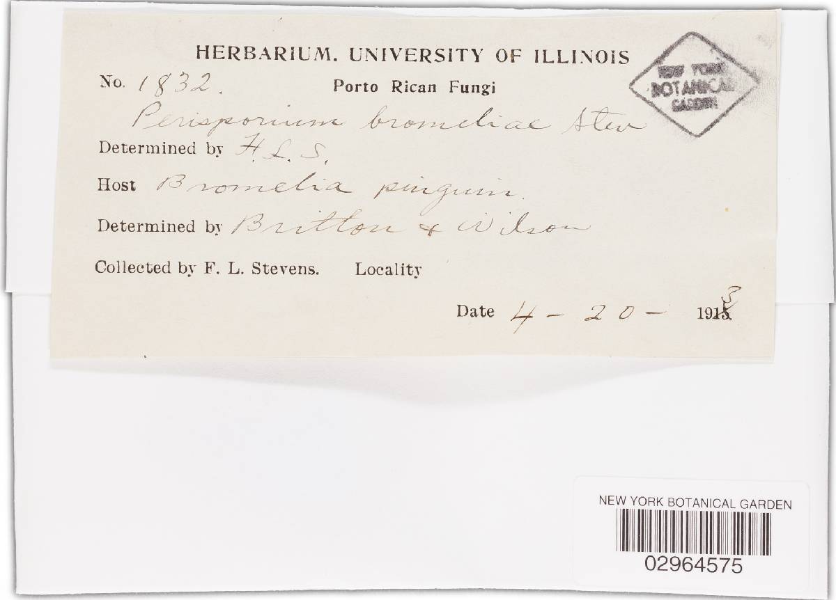 Perisporium image