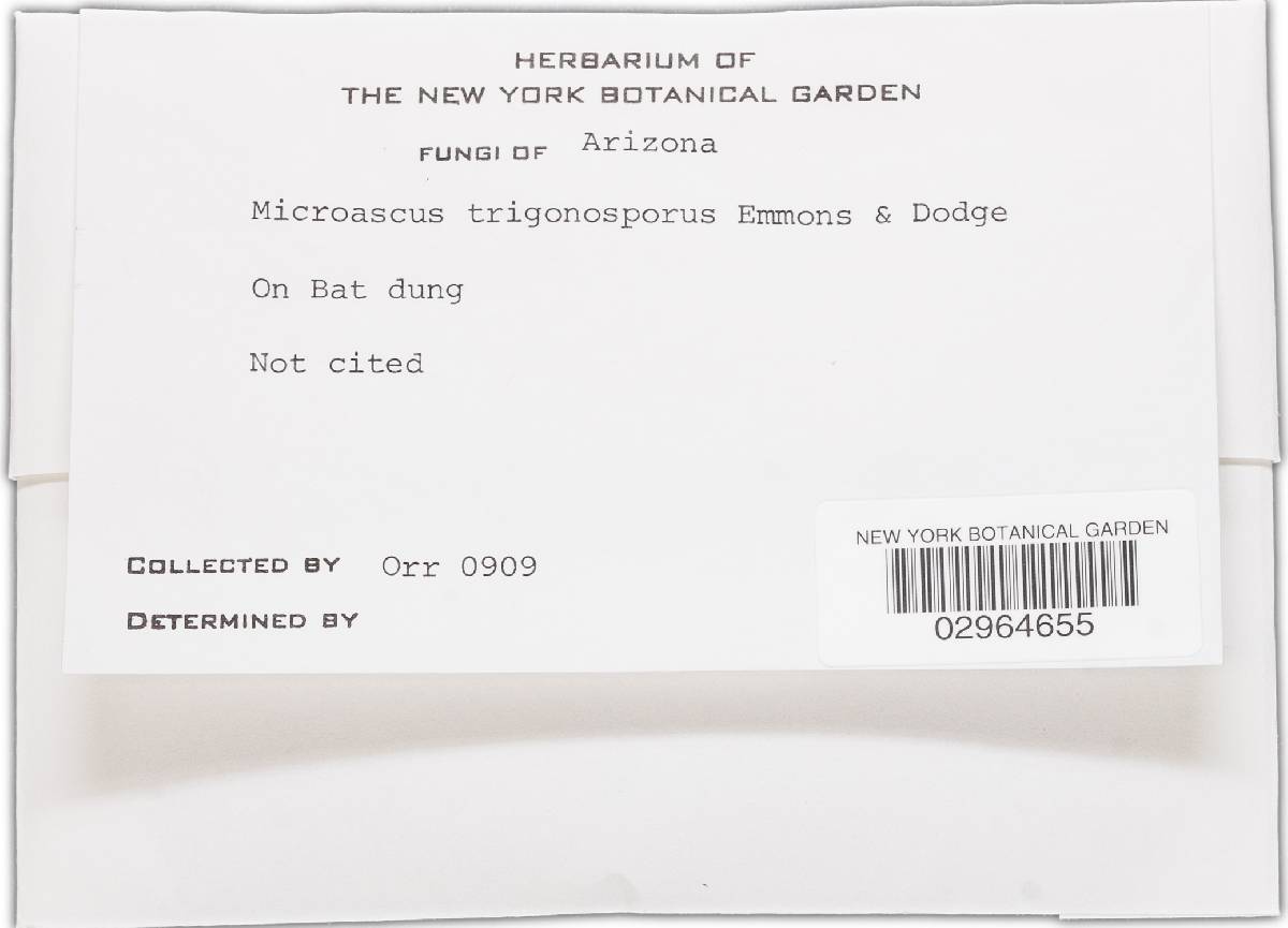 Microascus trigonosporus image