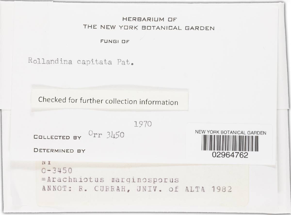 Arachniotus marginosporus image