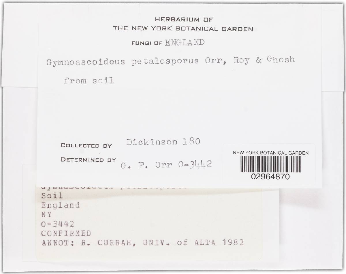 Gymnoascoideus petalosporus image