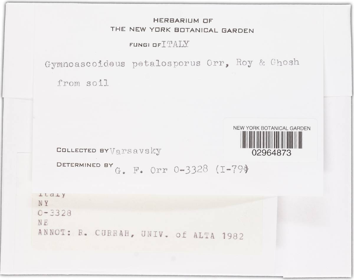 Gymnoascoideus image