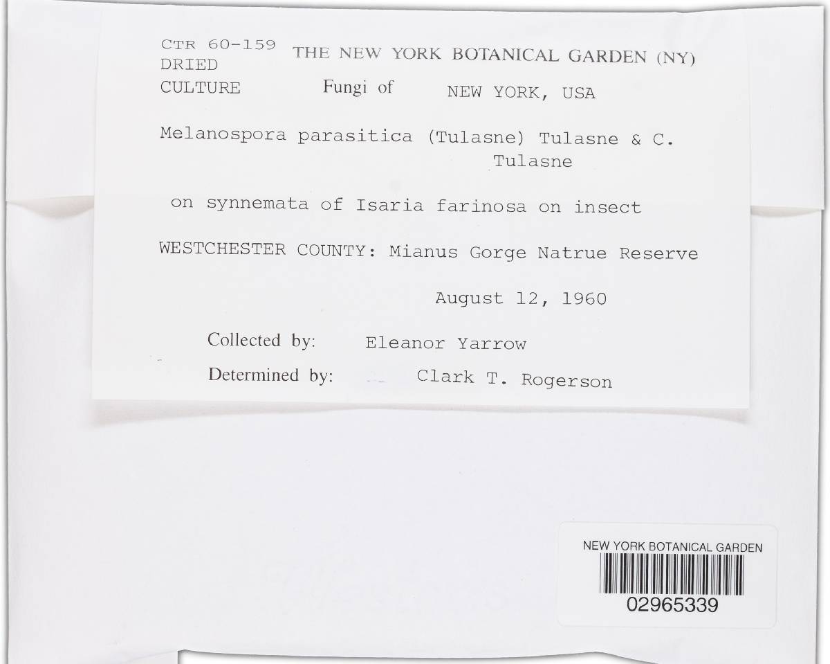 Melanospora parasitica image