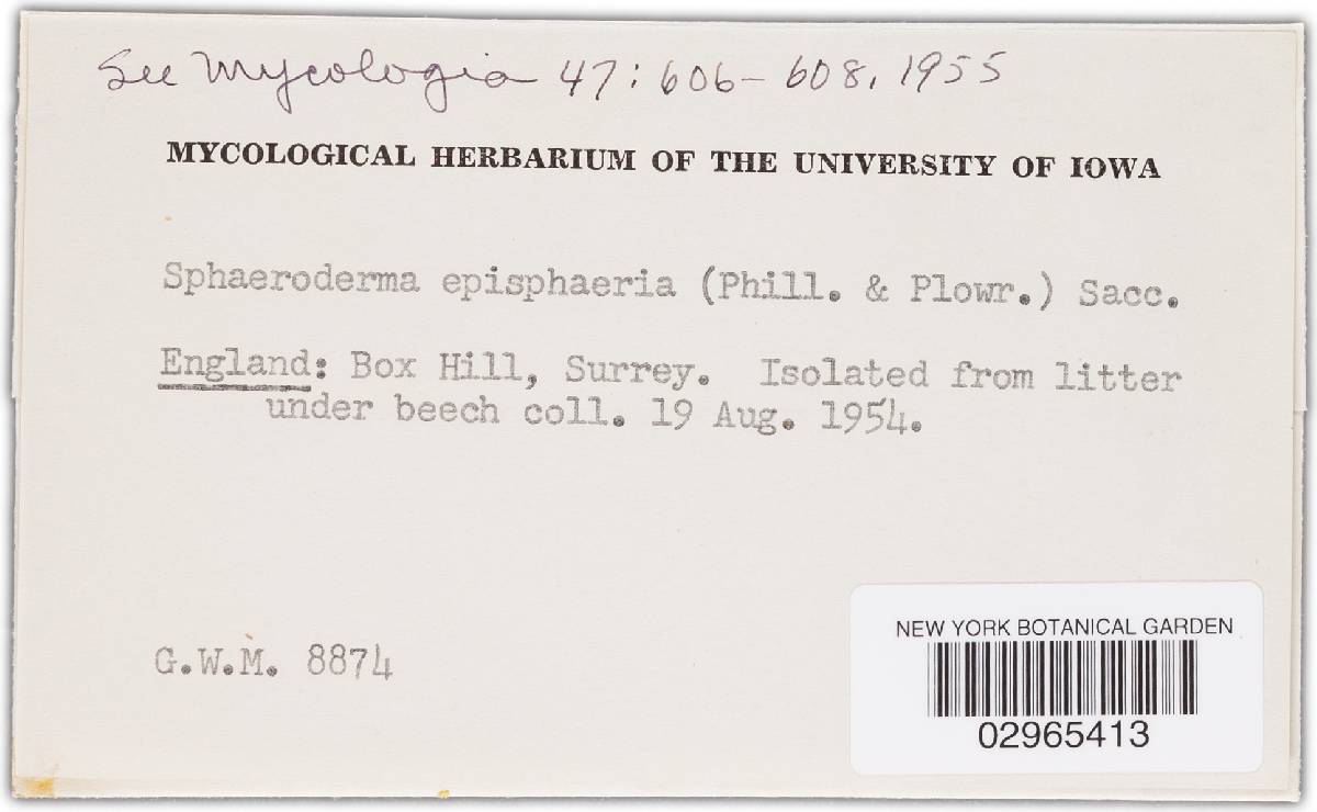 Sphaerodes episphaerium image