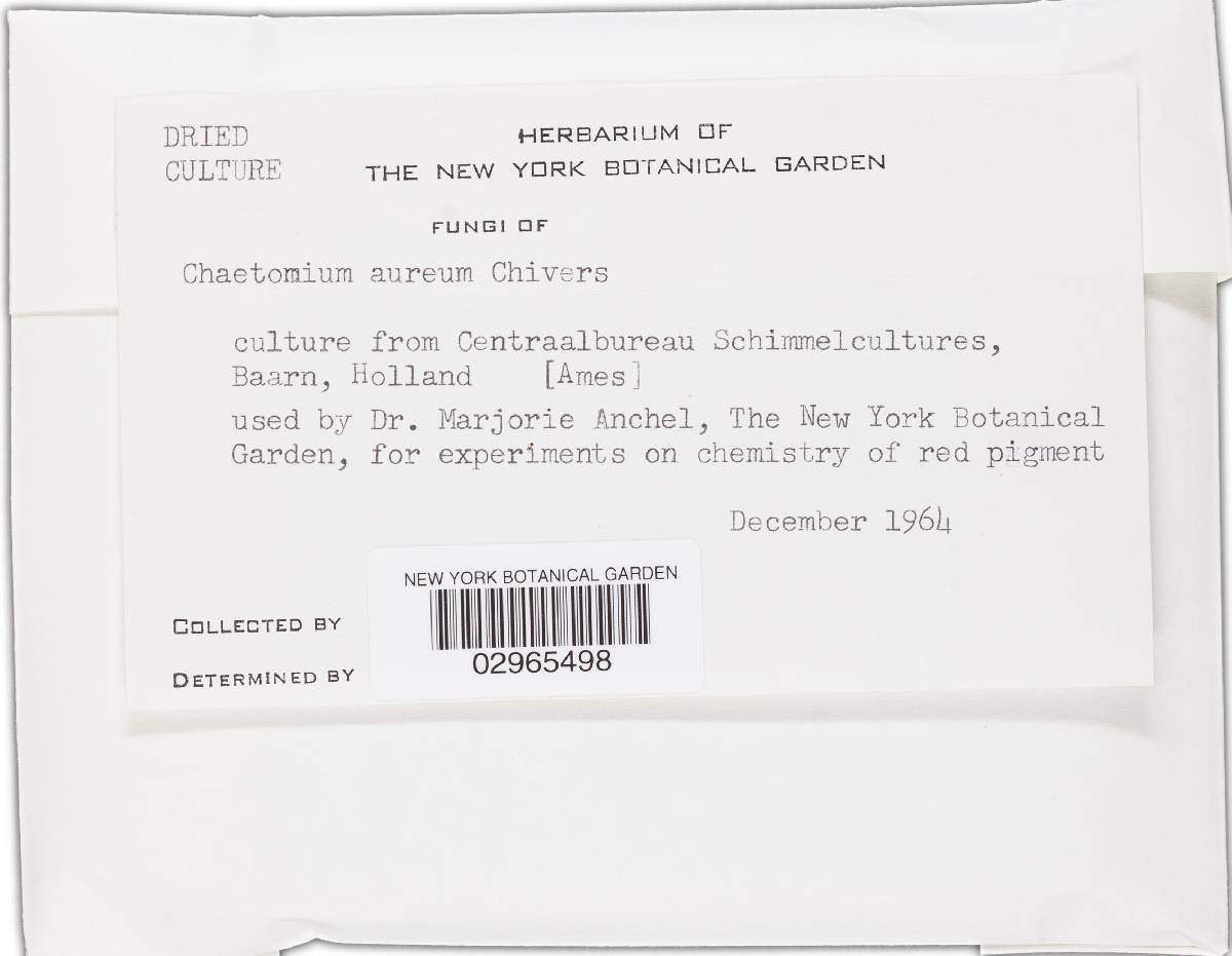 Chaetomium aureum image