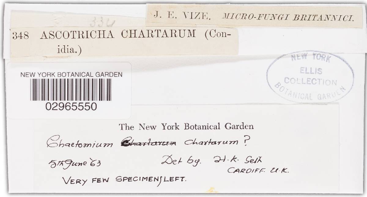 Ascotricha chartarum image