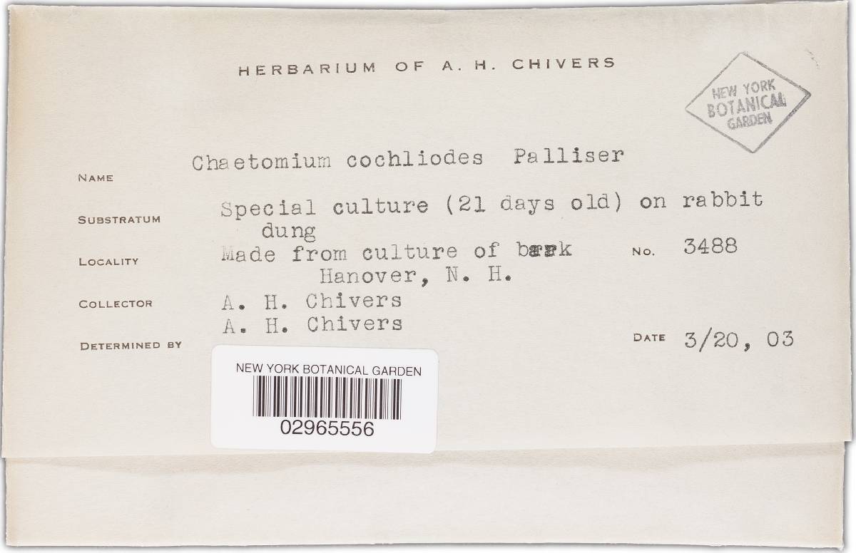 Chaetomium cochliodes image