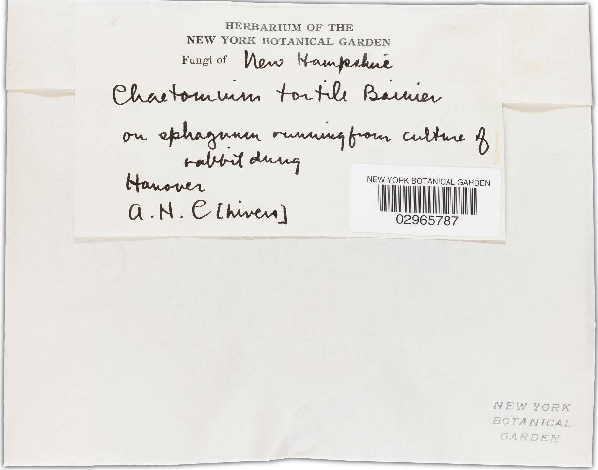 Chaetomium crispatum image