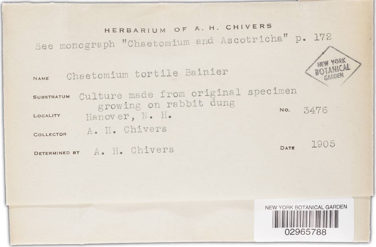 Chaetomium crispatum image