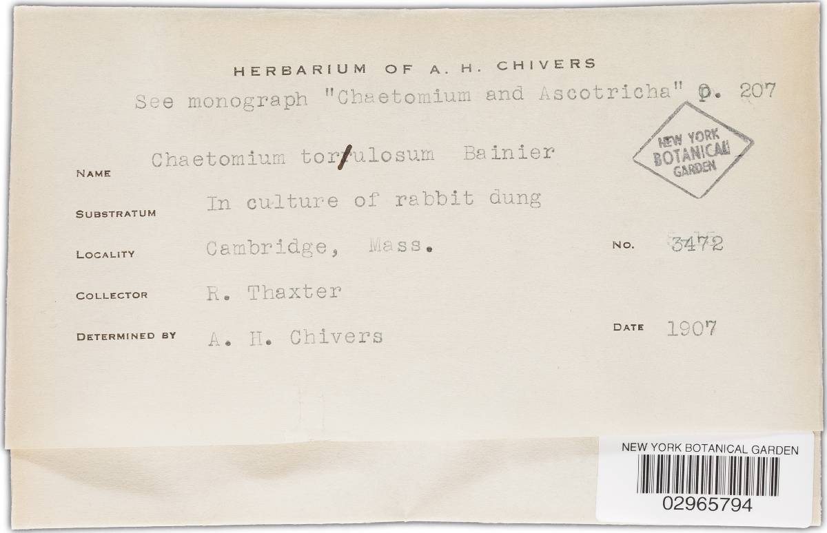 Chaetomium torulosum image