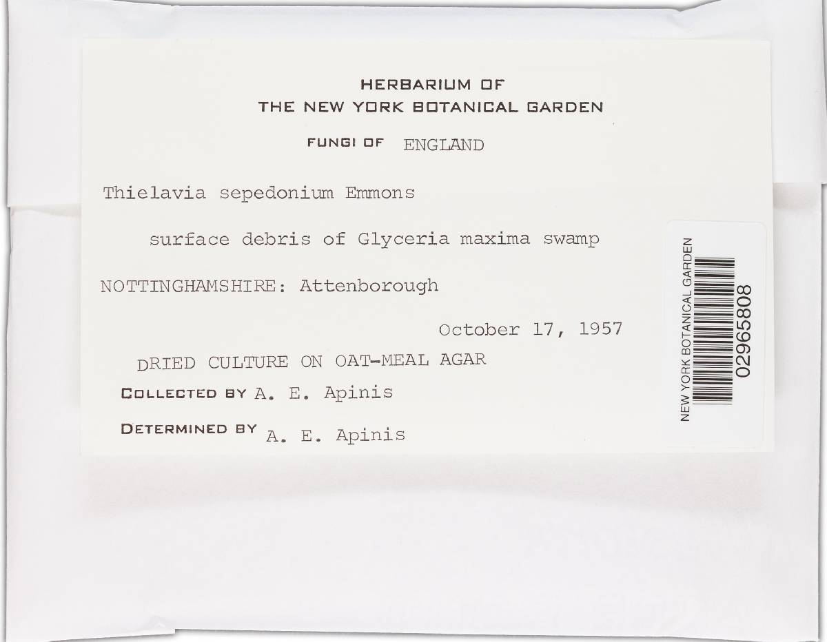 Corynascus sepedonium image
