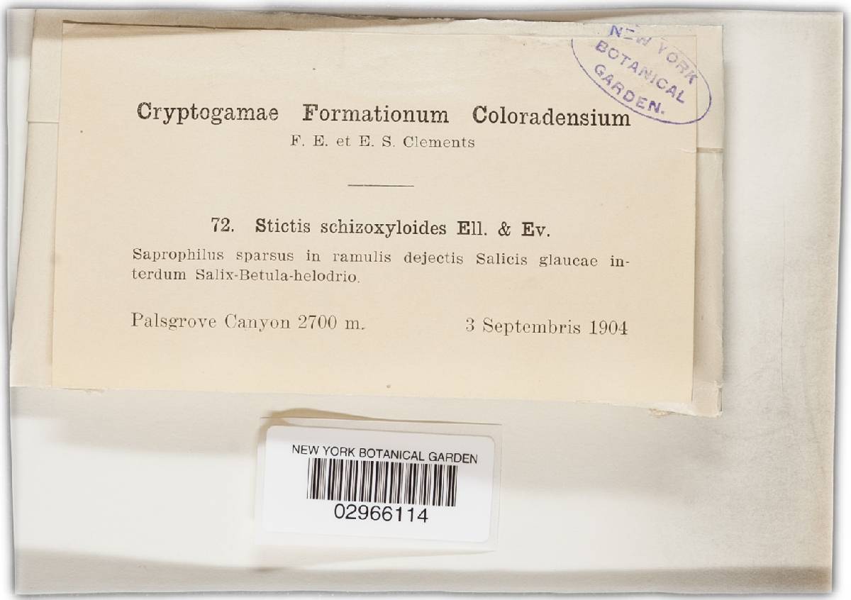 Stictis schizoxyloides image
