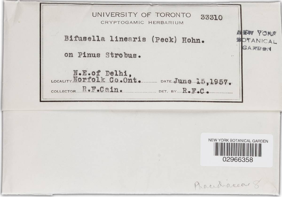 Bifusella linearis image