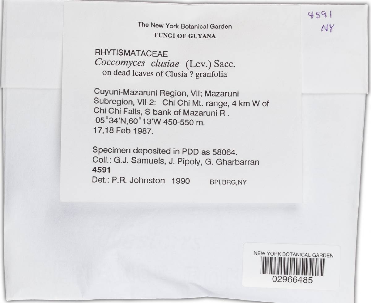 Coccomyces clusiae image