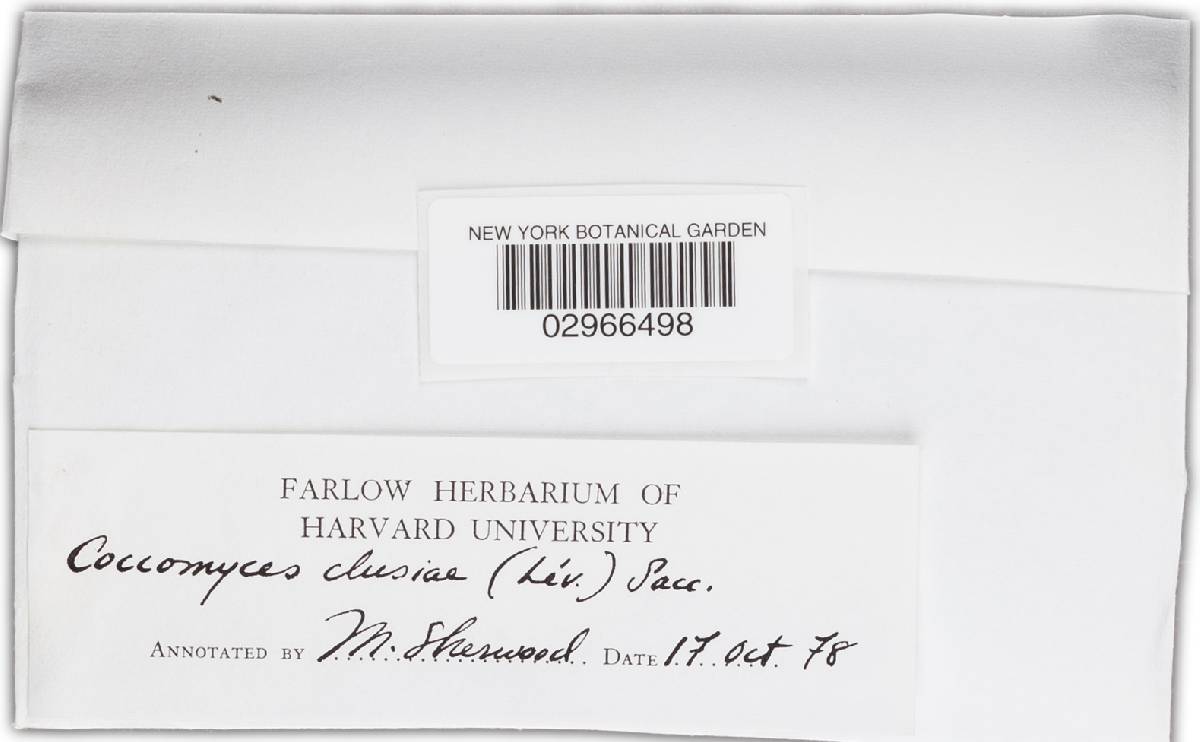 Coccomyces clusiae image