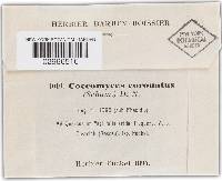 Coccomyces coronatus image