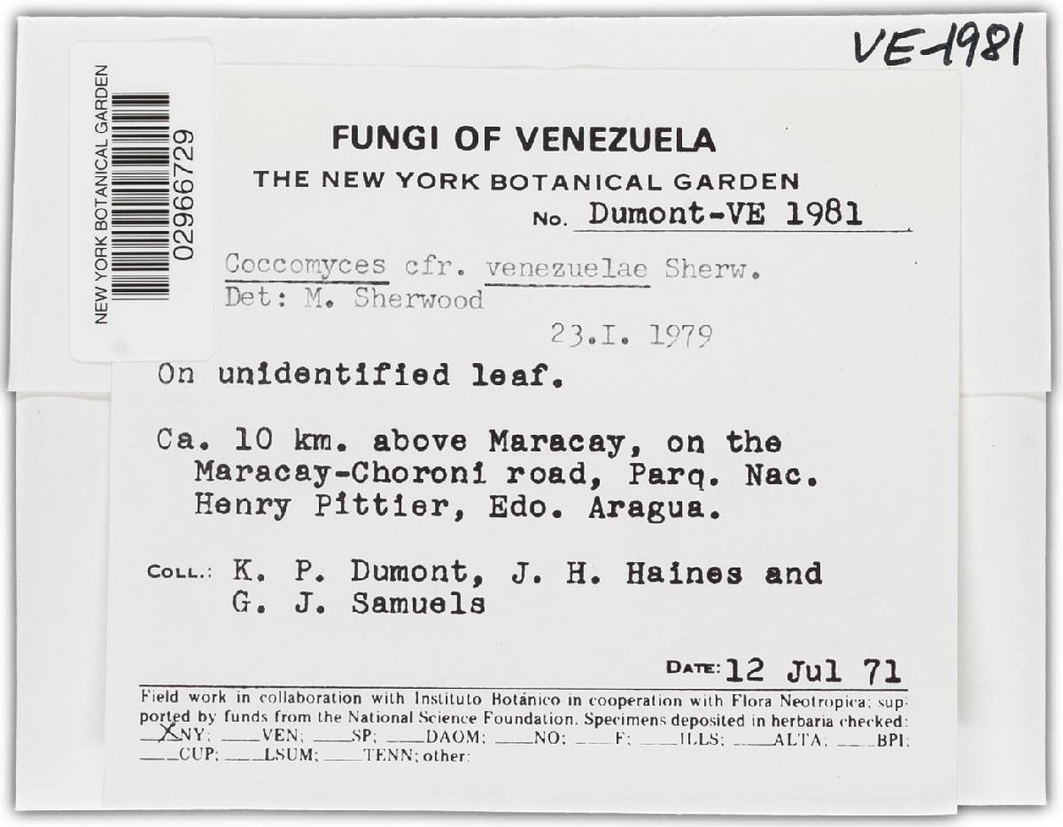 Coccomyces venezuelae image