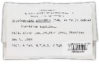 Cryptomycina pteridis image