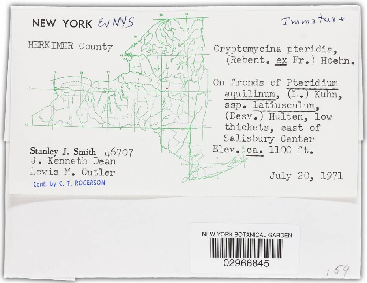 Cryptomycina pteridis image