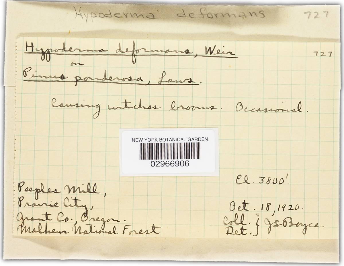 Elytroderma deformans image