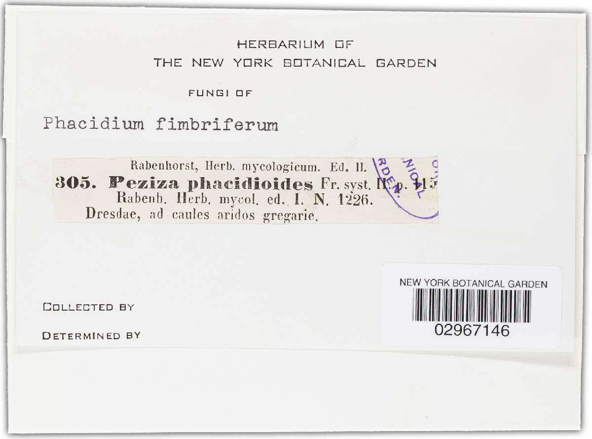 Phacidium fimbriferum image