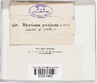 Rhytisma acerinum image
