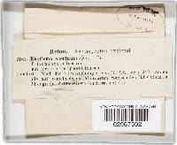 Rhytisma acerinum image