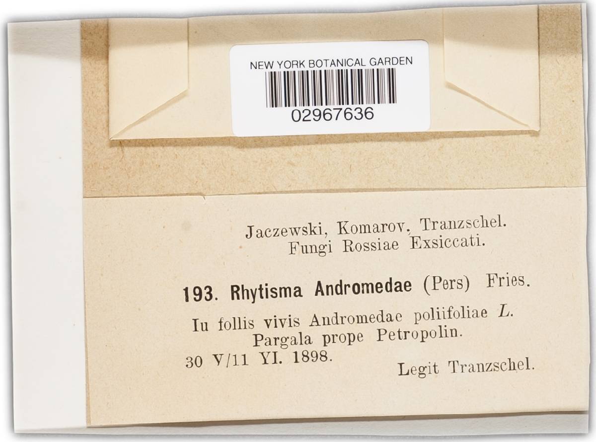 Rhytisma andromedae image