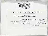 Rhytisma ilicis-canadensis image