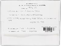 Rhytisma salicinum image