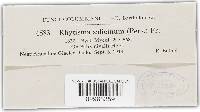 Rhytisma salicinum image