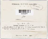 Lophium barbarum image