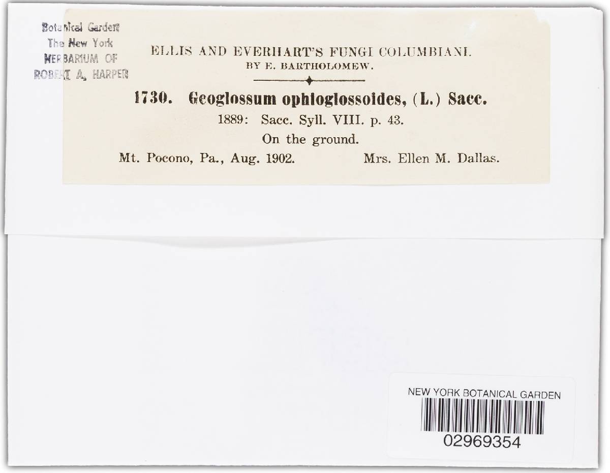 Geoglossum ophioglossoides image