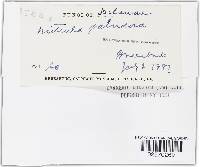 Mitrula paludosa image